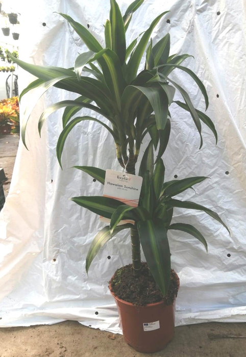 Dracaena overig