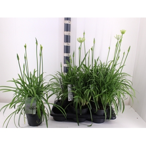 AGAPA SUMMER LOVE WH