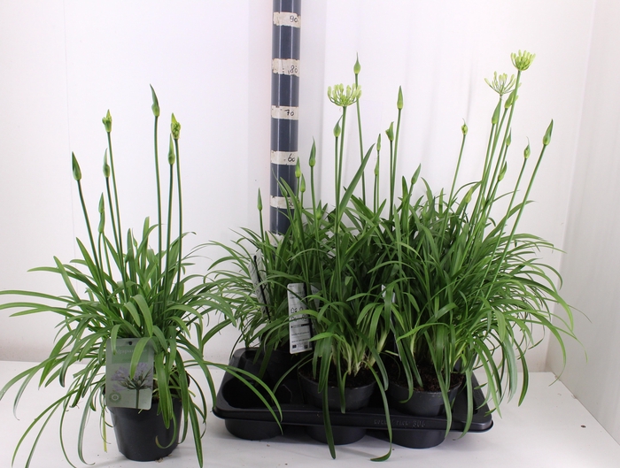 <h4>AGAPA SUMMER LOVE WH</h4>