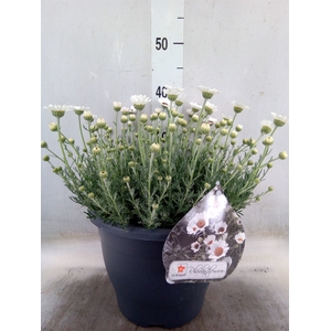 Rhodanthemum  'Casablanca'