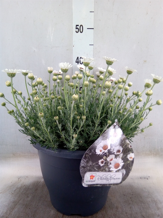 <h4>Rhodanthemum  'Casablanca'</h4>