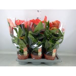 Anthurium andr. 'Florida'