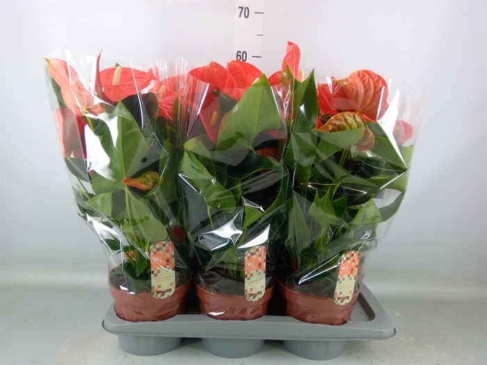 <h4>Anthurium andr. 'Florida'</h4>