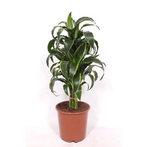 Dracaena Dorado