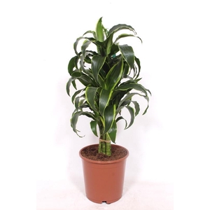 Dracaena Dorado