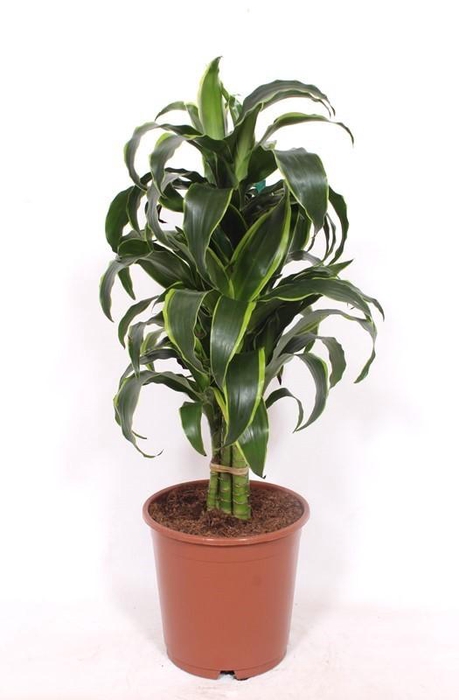 <h4>Dracaena Dorado</h4>
