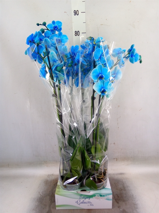 <h4>Phalaenopsis   ...</h4>