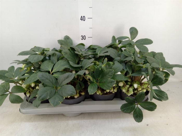 <h4>Helleborus niger</h4>