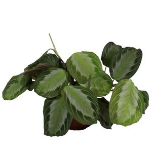 Maranta leuconeura 'Momagrey'