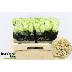 R Gr White Kahala-bb