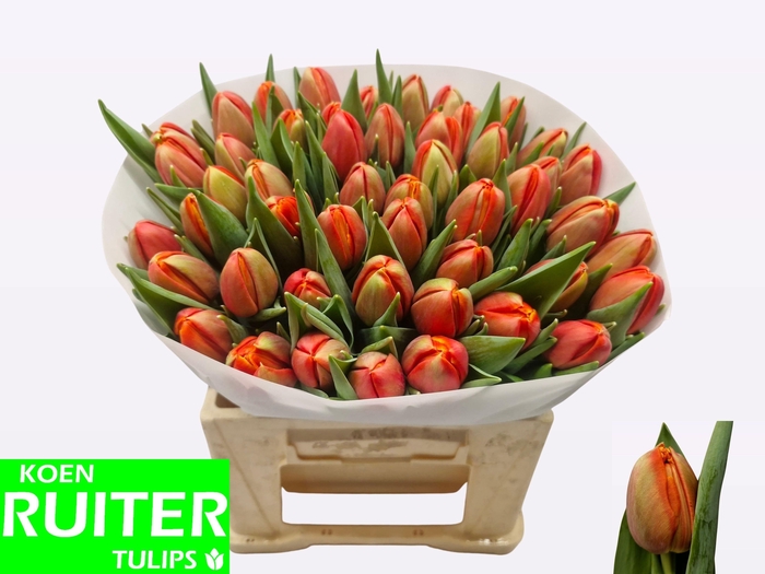 <h4>TU DU TERMINATOR</h4>