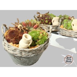 ARR SEMPERVIVUM