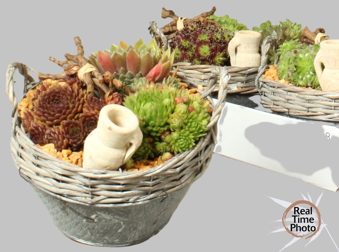 <h4>ARR SEMPERVIVUM</h4>