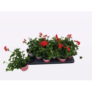 PEL PELT BALKON ROOD