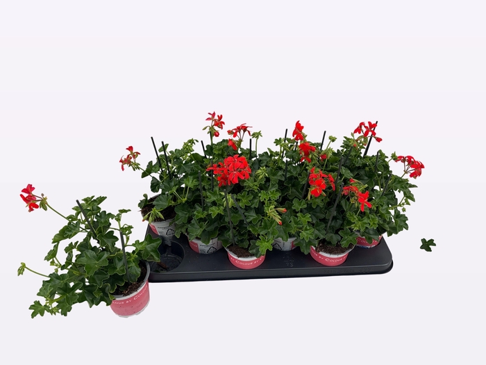 <h4>PEL PELT BALKON ROOD</h4>