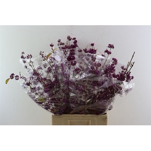 Callicarpa Bod Profusion