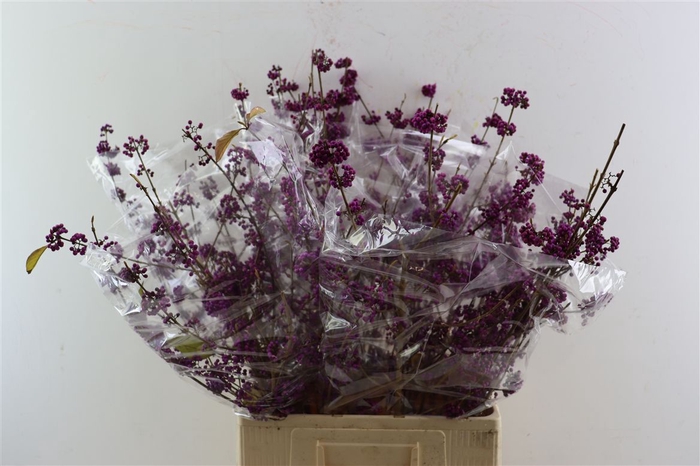 <h4>Callicarpa Bod Profusion</h4>