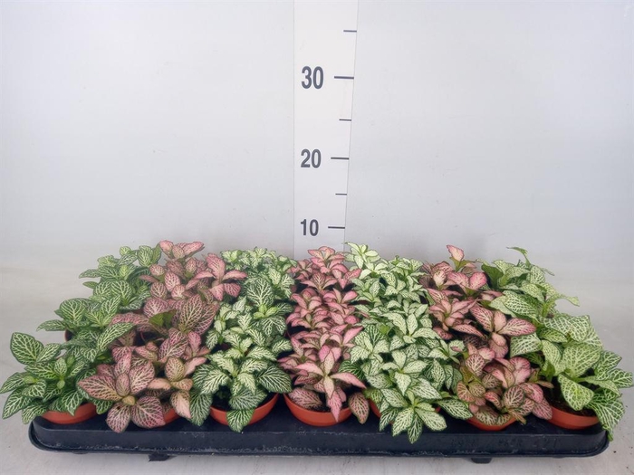 <h4>Fittonia   ...mix 7</h4>