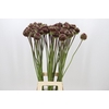 Allium Red Mohican