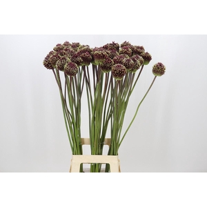 Allium Red Mohican