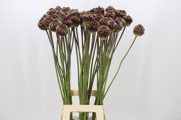 Allium Red Mohican