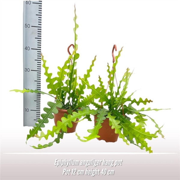 <h4>Epiphyllum anguliger hangpot</h4>