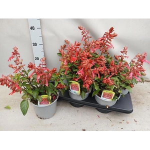 SALVIA LOVE AND WISH