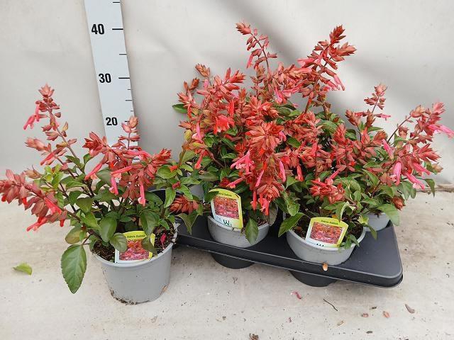 <h4>SALVIA LOVE AND WISH</h4>
