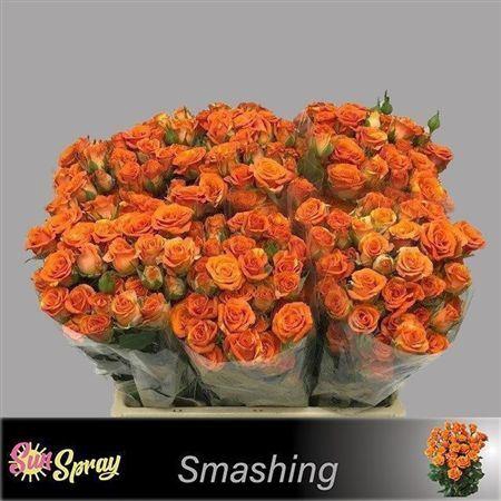 <h4>R Tr Smashing</h4>