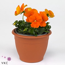 viola co zink oranje