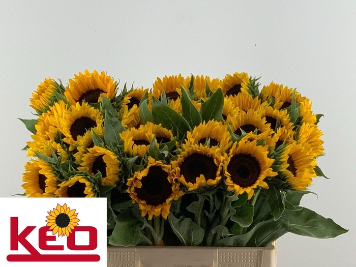 <h4>HELI SUNRICH ORANGE</h4>