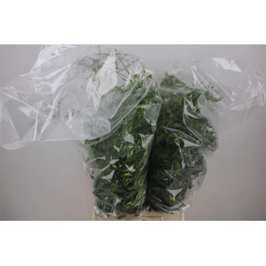 Jasmijn Ranken P Bunch