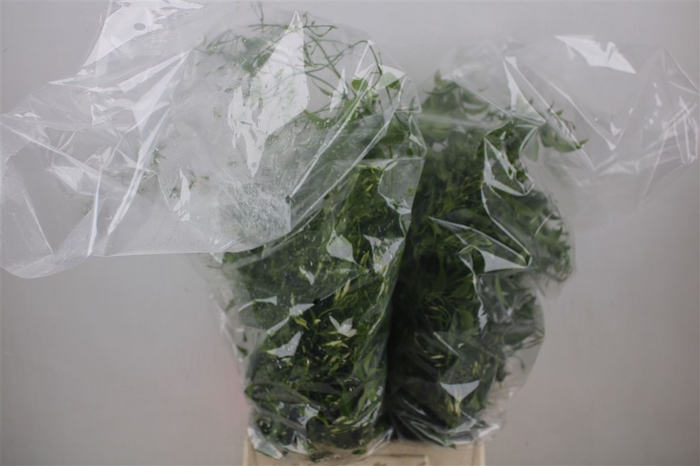 <h4>Jasmijn Ranken P Bunch</h4>