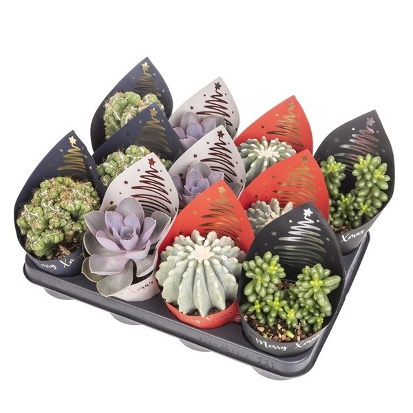 <h4>CACTUS AND SUCCULENT MIX Ø 10.5 WITH CHRISTMAS POINTED POTCOVER - TRAY 11 PCS</h4>