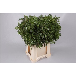 PISTACIA 40 CM
