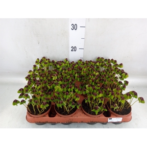 Oxalis deppei
