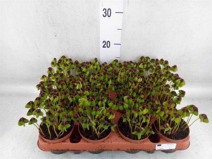 <h4>Oxalis deppei</h4>