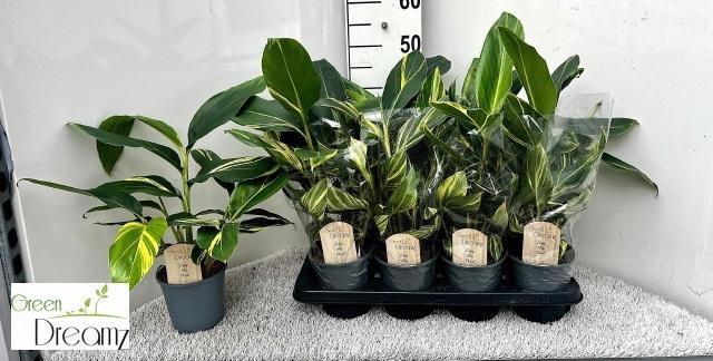 <h4>ALPINIA VARIEGATA</h4>