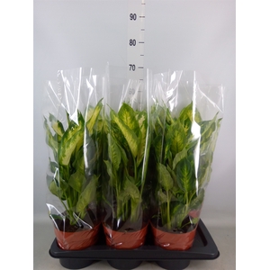 Dieffenbachia  'Camilla'