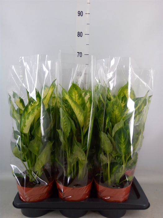 <h4>Dieffenbachia  'Camilla'</h4>