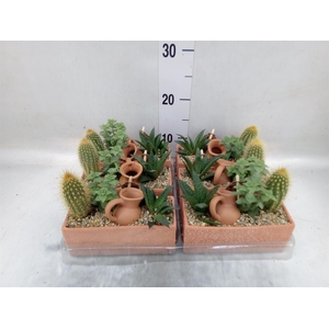 Arr.  Cactus L%