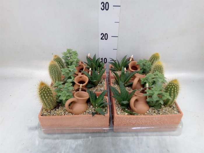<h4>Arr. Cactus L%</h4>