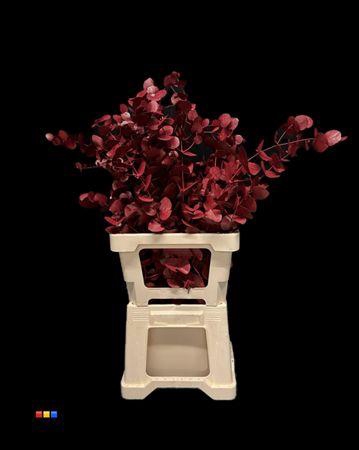 <h4>Cinerea Bordeaux</h4>