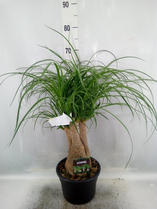 <h4>Beaucarnea recurvata</h4>