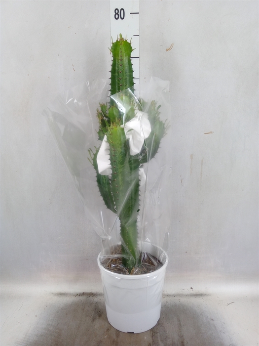 <h4>Euphorbia acrurensis</h4>