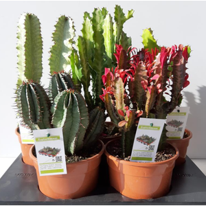 Euphorbia overig