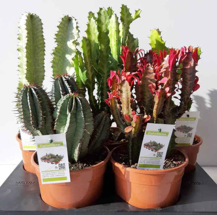 <h4>Euphorbia overig</h4>