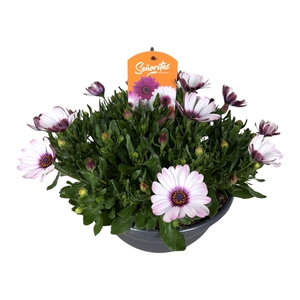 Osteospermum Senorita Mix