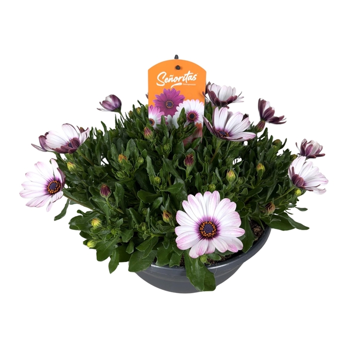 <h4>Osteospermum Senorita Mix</h4>