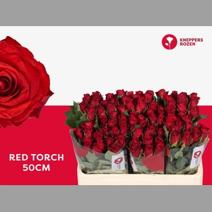 R GR RED TORCH